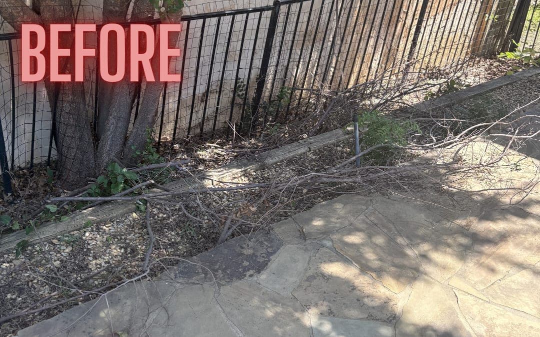 Before: brush and debris along a fenced side yard